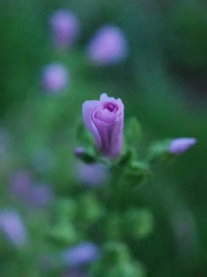 Téléconsultation 5 Mauve soir 675x900