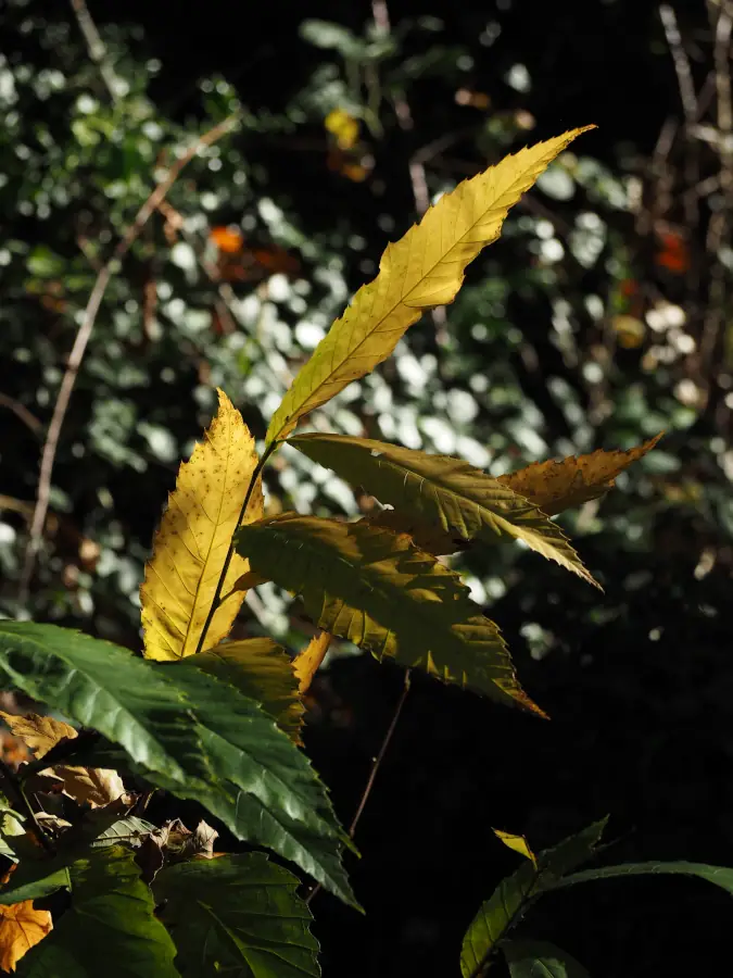 feuilles chataigner 675X900