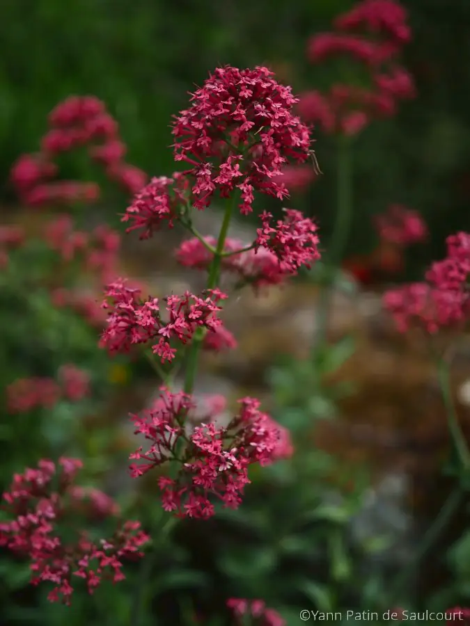 fleurs rouges 675X900