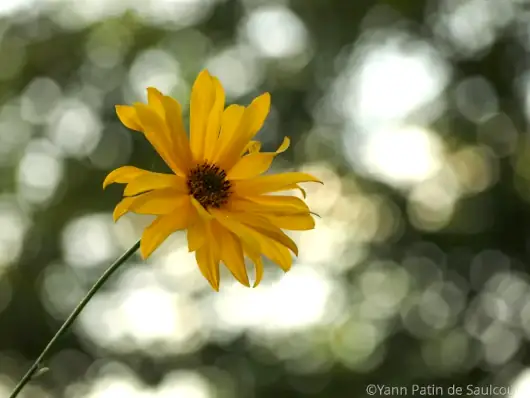 marguerite jaune bokeh 530x398 1