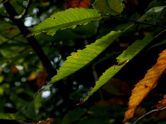 Feuilles4chataigner 530X398