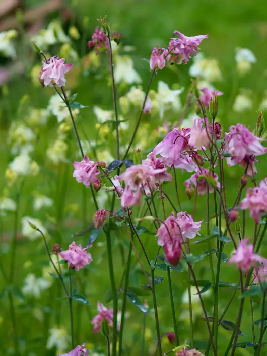 Remise-Caprel-01-2022-500X430 Remise Caprel avec Françoise David
