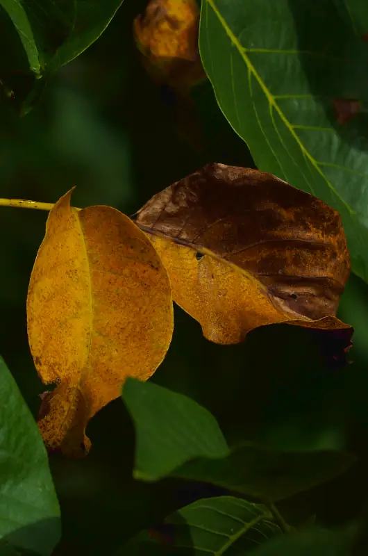 automne feuille 01 530X800