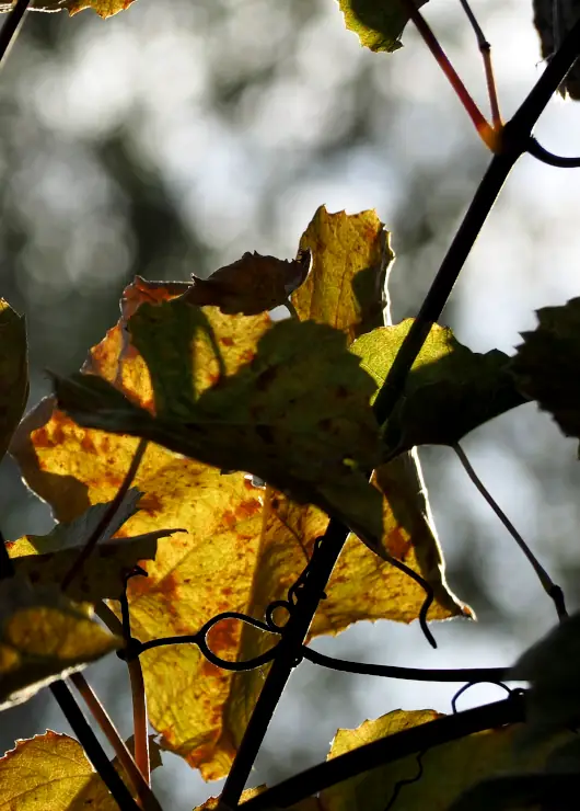 automne feuilles 530X740