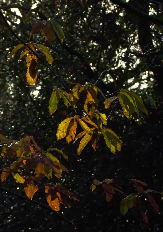 feuilles automne 530X753