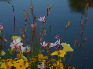 Contact 1 fleurdeau01 300X225