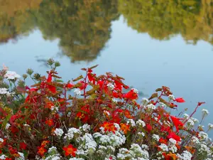 Contact 2 fleurdeau02 300X225