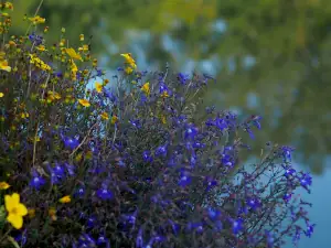 Contact 3 fleurdeau03 300X225