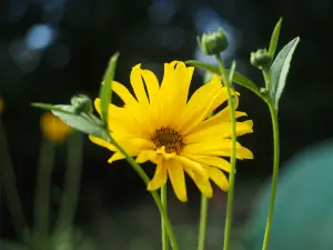 Contact 4 fleurjaune 300X225