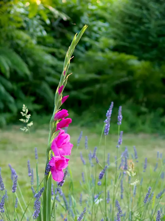 glaieul lavande 530X707