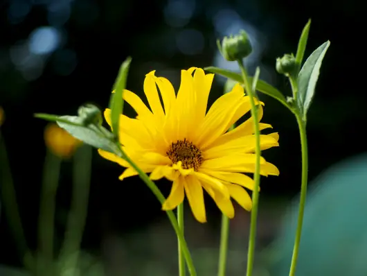 marguerite jaune 530X398