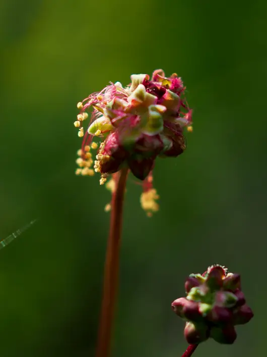 Remise-Caprel-01-2022-500X430 Remise Caprel avec Françoise David