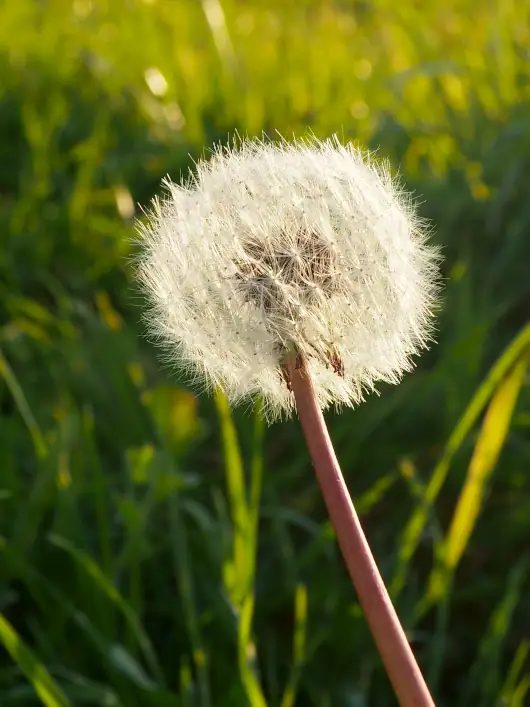 pissenlit 530X707