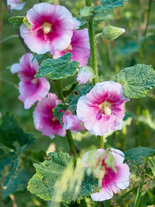 roses tremieres 530X707