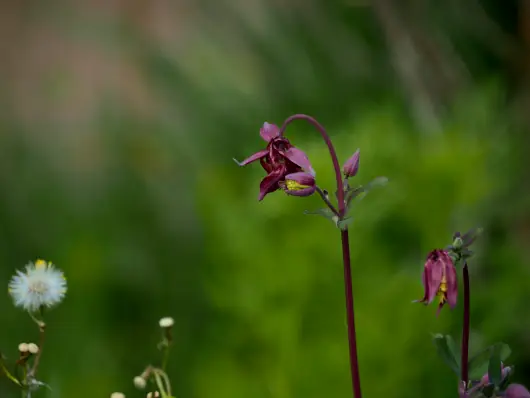 Téléconsultation 1 Ancolies mauve pissenlits 530x398