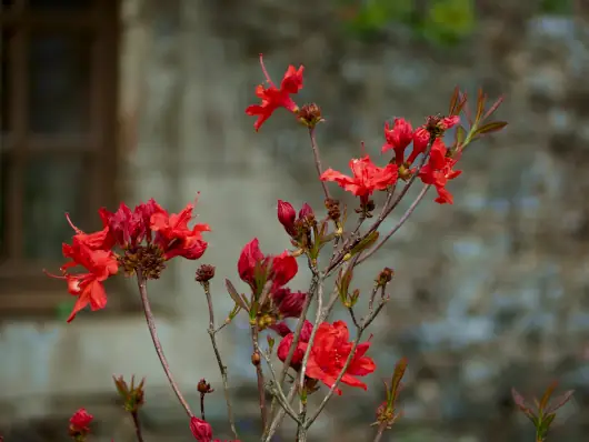 Téléconsultation 2 Azalees 530x398