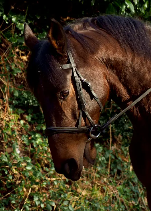 Téléconsultation 4 Cheval 530x738