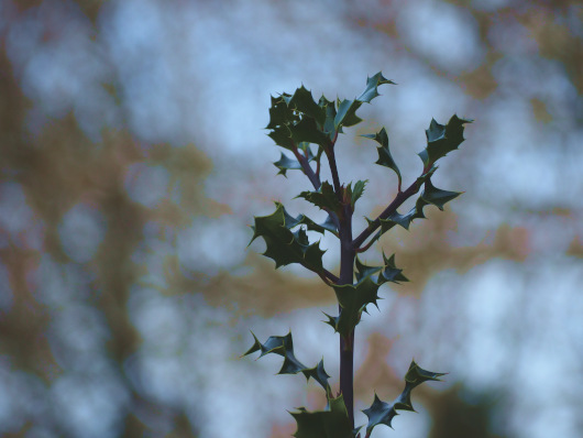 Téléconsultation 3 Azalees 530x398